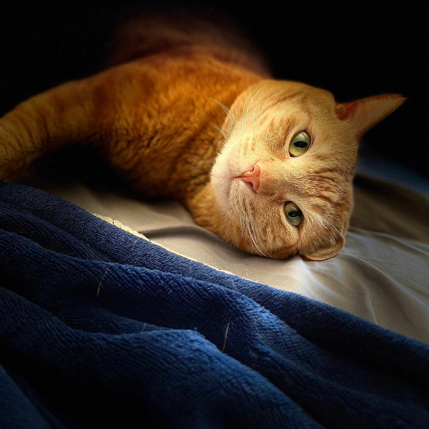 Triton is registered to the contest to win money with this photo: cat, orange_tabby, pet, bed, blanket, blue_blanket, fur, whiskers, green_eyes, relaxed, indoor, cozy, soft_light, portrait, animal, sleepy, cute, domestic_cat, feline, resting