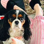 Laya a rejoint le concours — aidez-le/la à gagner de superbes lots ! black_leather, carpet, cavalier_king_charles_spaniel, closeup, comfort, cute, dog, fur, hand, home, indoor, looking_at_camera, ottoman, pajamas, paw, person, pet, relaxation, slippers, striped_clothing