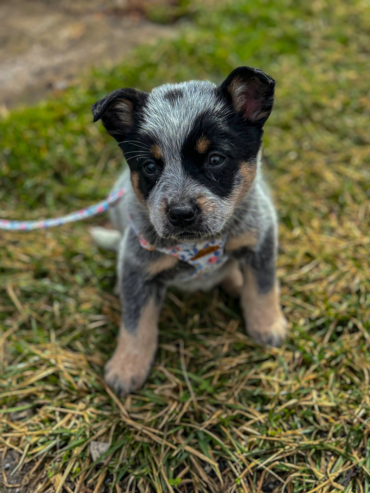 Shelby joined the competition — help win amazing prizes! canidae, carnivore, companion_dog, dog, dog_breed, event, fawn, grass, paw, plant, puppy, snout, soil, sporting_group, tail, terrestrial_animal, terrier, whiskers, working_animal, working_dog