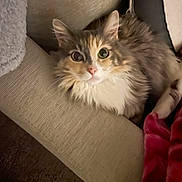 Dutches joined the competition — help win amazing prizes! cat, calico_cat, fluffy, longhaired, pet, animal, feline, portrait, close_up, staring, eyes, ears, whiskers, pink_nose, white_fur, orange_fur, brown_fur, couch, cushion, blanket