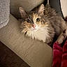 cat, calico_cat, fluffy, longhaired, pet, animal, feline, portrait, close_up, staring, eyes, ears, whiskers, pink_nose, white_fur, orange_fur, brown_fur, couch, cushion, blanket