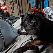 Puppy Girl joined the competition — help win amazing prizes! animal, bed, bedding, bedroom, black_dog, blanket, brown_markings, clothing, dark_coat, dog, eyes, fur, home, indoor, nose, pet, pillow, portrait, shaggy_fur, sitting
