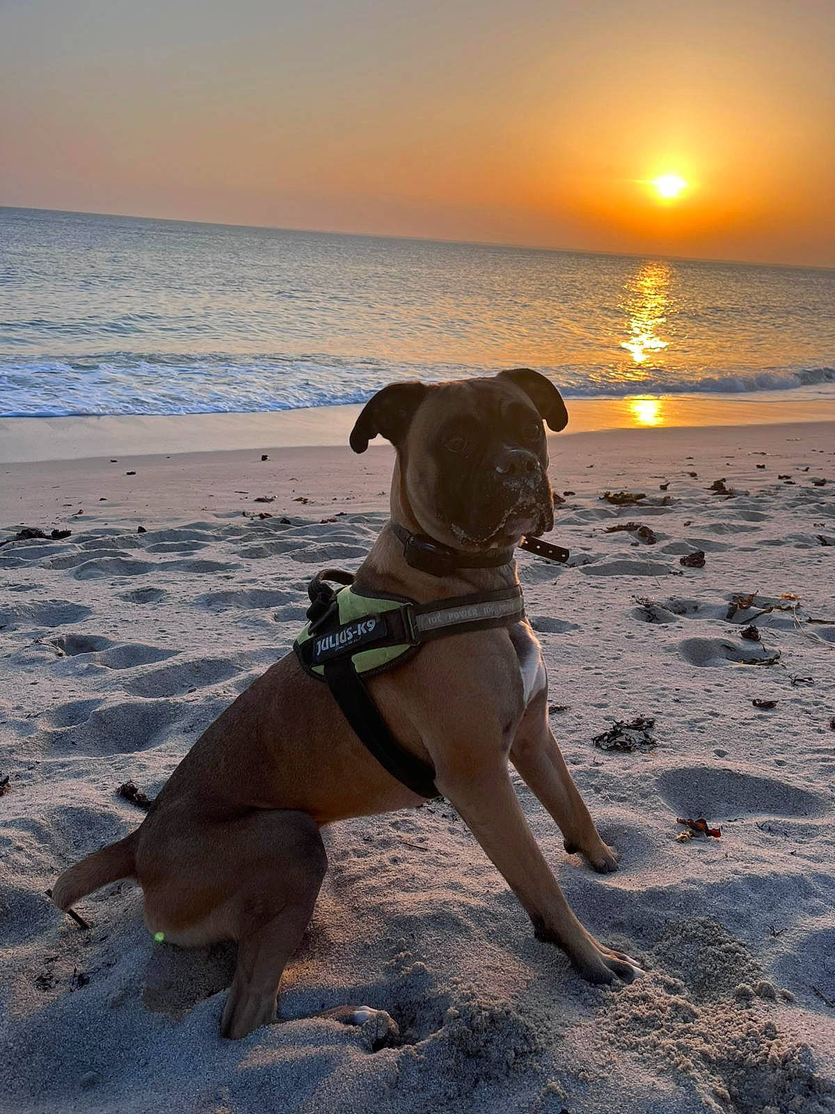 Pakito participe au concours pour gagner de l'argent avec cette photo : beach, body_of_water, carnivore, collar, companion_dog, dog, dog_breed, dog_collar, fawn, horizon, light, mammal, morning, pet_supply, sky, summer, sunlight, sunset, water, working_animal