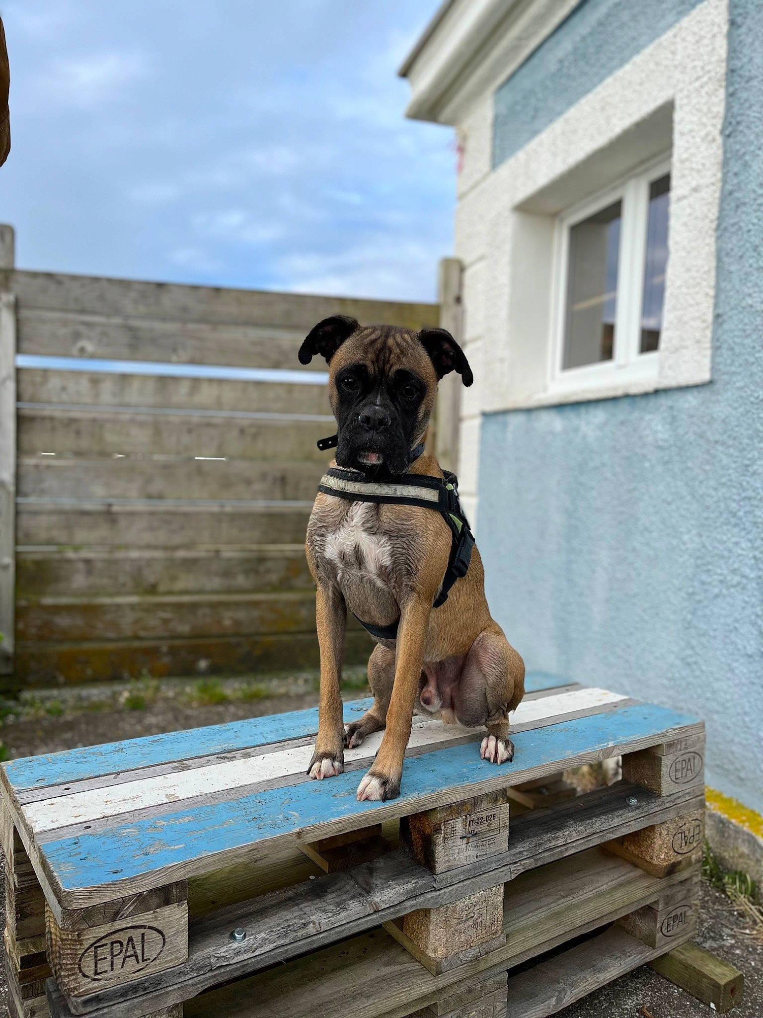Pakito participe au concours pour gagner de l'argent avec cette photo : blue, building, canidae, carnivore, cloud, collar, companion_dog, dog, dog_breed, dog_collar, dog_supply, fawn, house, pet_supply, sky, snout, sporting_group, window, wood, working_animal