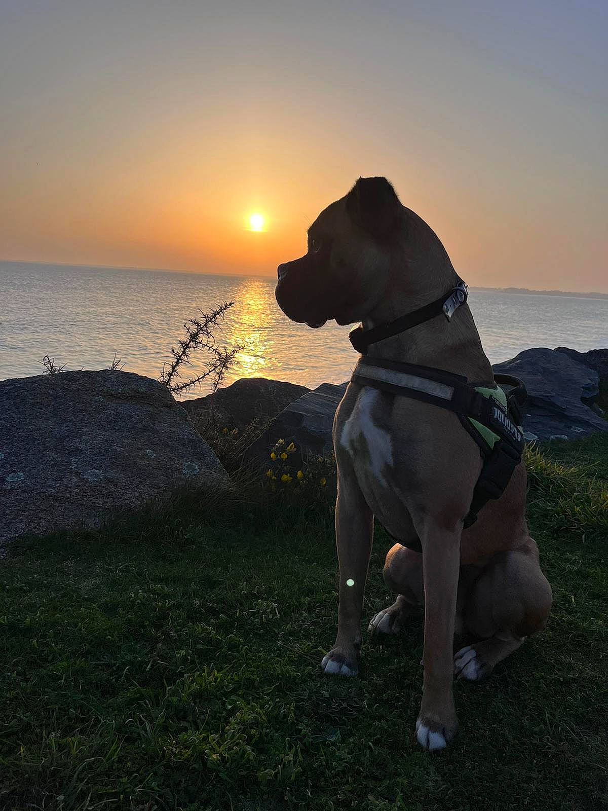 Pakito participe au concours pour gagner de l'argent avec cette photo : backlighting, carnivore, companion_dog, dog, dog_breed, dog_hiking, dog_walking, fawn, flash_photography, grass, happy, horizon, landscape, people_in_nature, rock, sky, sporting_group, sunrise, water, working_animal