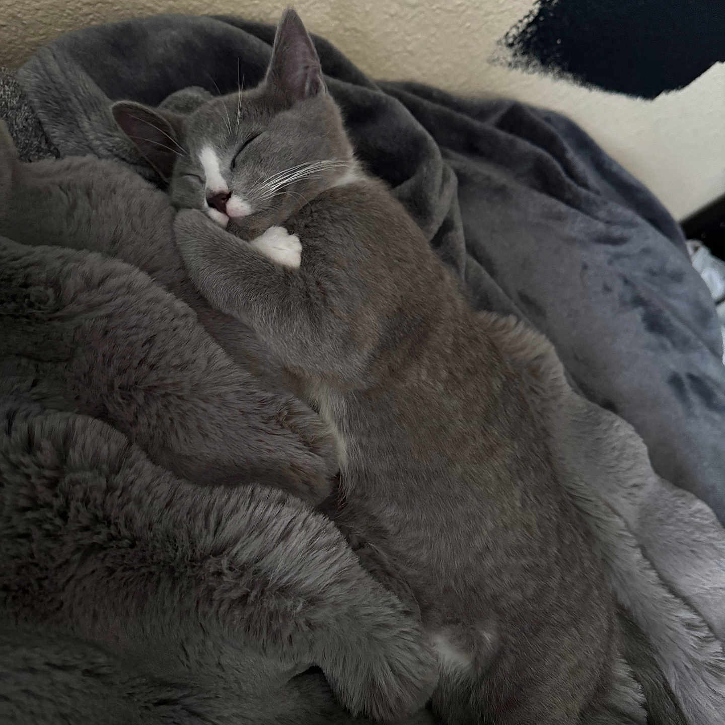 Maverick is registered to the contest to win money with this photo: animal, blanket, cat, closeup, cozy, cute, domestic_cat, fur, furry_blanket, grey_cat, indoor, nap, paw, peaceful, pet, relaxing, resting, sleeping, soft_texture, whiskers