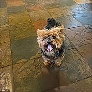 Brandi is registered to the contest to win money with this photo: dog, small_dog, pet, tongue_out, looking_up, fluffy, brown_fur, black_fur, indoor, tile_floor, cute, animal, companion, playful, canine, fur, ears, standing, floor, home
