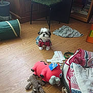 Jj Da Boss is registered to the contest to win money with this photo: puppy, dog, toy, floor, blanket, clothing, indoor, wood_floor, stuffed_animal, plush_toy, small_dog, pet, canine, furniture, chair, crate, plant_pot, messy_room, red_clothing, denim