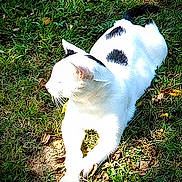 Checkers joined the competition — help win amazing prizes! cat, white_cat, black_spots, grass, outdoor, sunlight, animal, pet, feline, relaxing, nature, leaf, daylight, mammal, whiskers, ears, fur, resting, closeup, peaceful