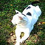 cat, white_cat, black_spots, grass, outdoor, sunlight, animal, pet, feline, relaxing, nature, leaf, daylight, mammal, whiskers, ears, fur, resting, closeup, peaceful