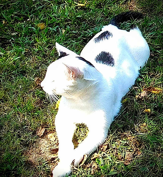 Checkers joined the competition — help win amazing prizes! cat, white_cat, black_spots, grass, outdoor, sunlight, animal, pet, feline, relaxing, nature, leaf, daylight, mammal, whiskers, ears, fur, resting, closeup, peaceful
