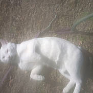 Checkers joined the competition — help win amazing prizes! animal, blur, blurry, cat, daylight, domestic_animal, feline, foggy, fur, grass, ground, lying_down, nature, outdoor, pet, quiet, resting, sleeping, soft_focus, white_cat