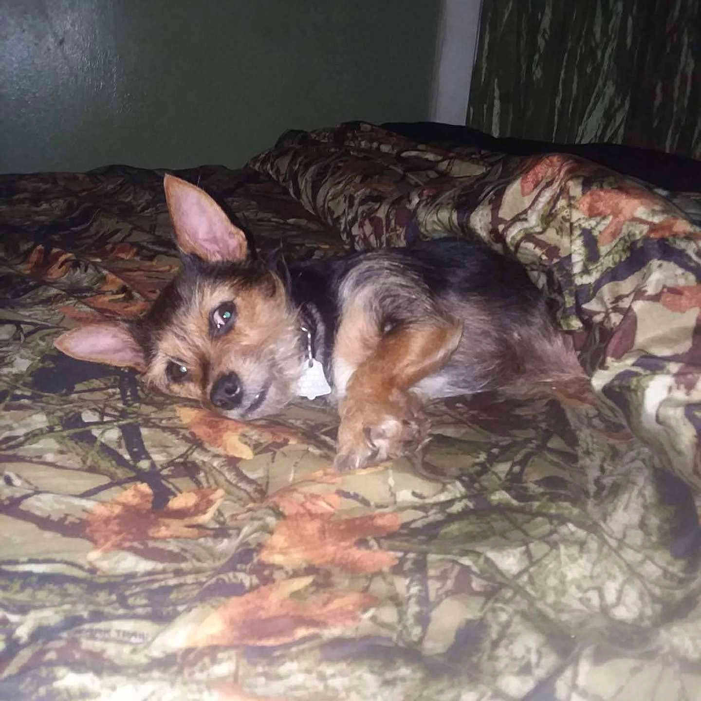 Juliebug joined the competition — help win amazing prizes! animal, bed, camouflage_blanket, canine, collar, cozy, dog, ears, fur, home, indoor, looking, lying_down, pet, quiet, relaxed, resting, sleepy, small_dog, wall
