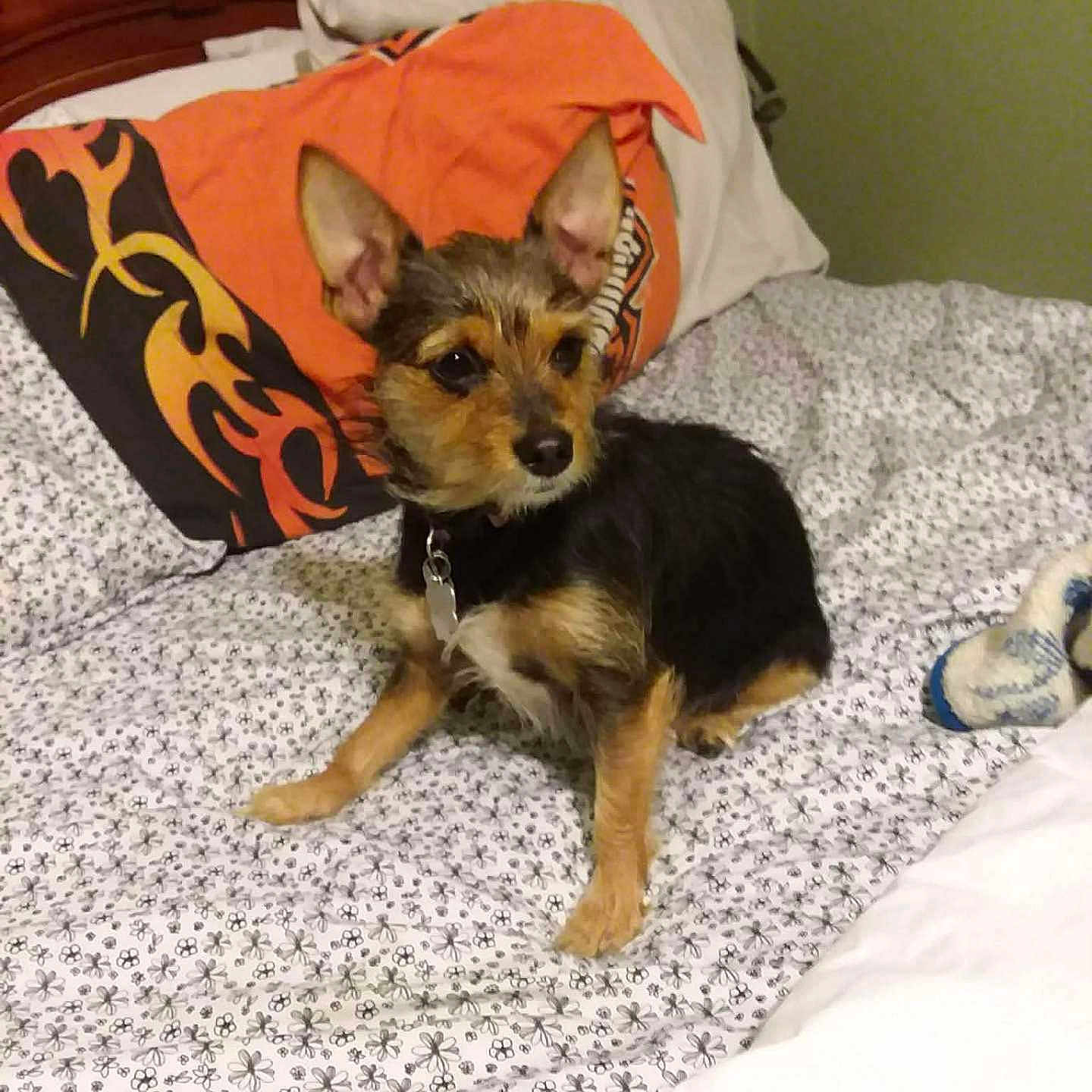 Juliebug