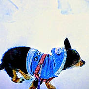 Juliebug joined the competition — help win amazing prizes! active, animal, apparel, black_and_brown, blue_hoodie, canine, clothing, cold_weather, cute, dog, fur, leash, outdoor, paw, pet, side_view, small_dog, snow, walking, winter