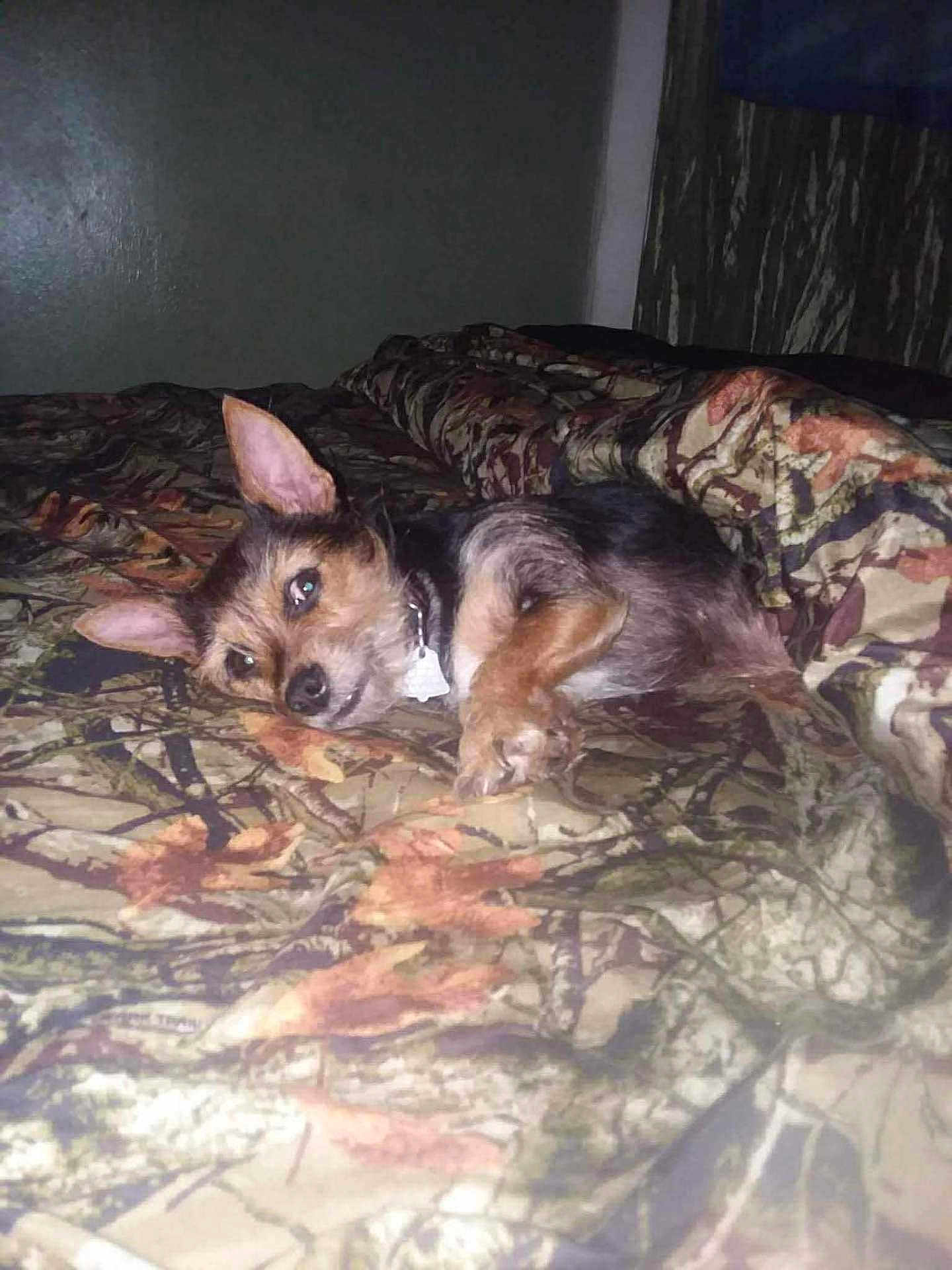 Juliebug joined the competition — help win amazing prizes! dog, small_dog, lying_down, bed, blanket, camouflage_pattern, indoor, pet, fur, ears, collar, relaxed, animal, cute, cozy, resting, brown, black, white, sleepy