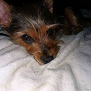 Juliebug is registered to the contest to win money with this photo: dog, pet, close_up, resting, blanket, fur, animal, cute, indoors, sleepy, face, ears, brown, black, small_dog, cozy, portrait, quiet, soft, comfort