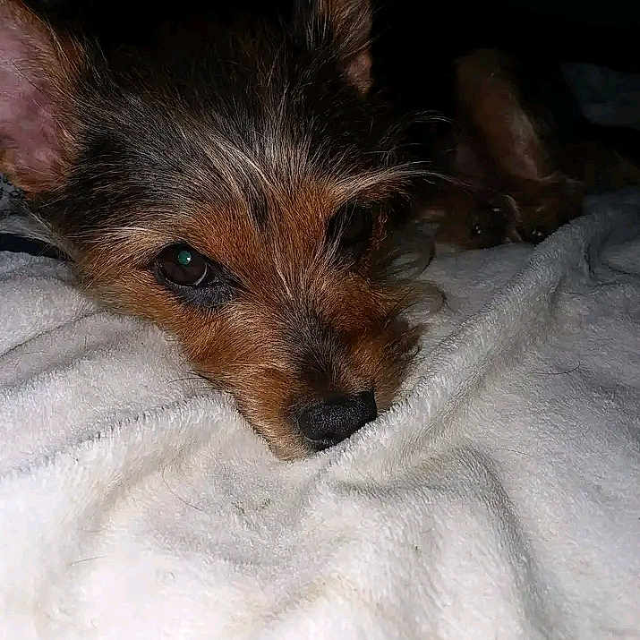 Juliebug