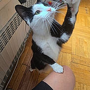 Oreo is registered to the contest to win money with this photo: cat, black_and_white, paw, whiskers, curious, indoor, wooden_floor, radiator, pet, animal, human_knee, fur, close_up, domestic, cute, playful, standing, looking_up, indoors, person