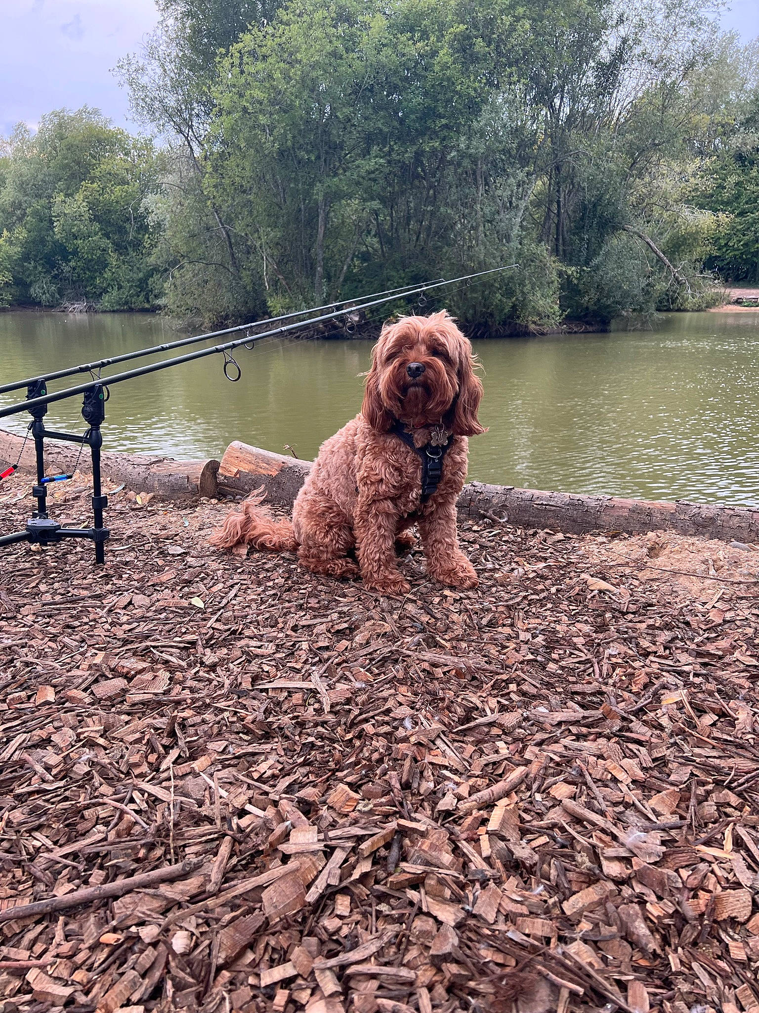 Jazmine joined the competition — help win amazing prizes! canidae, carnivore, cloud, companion_dog, dog, dog_breed, fawn, lake, landscape, leisure, liver, pet_supply, poodle, sky, sporting_group, tree, water, water_dog, wood, working_animal