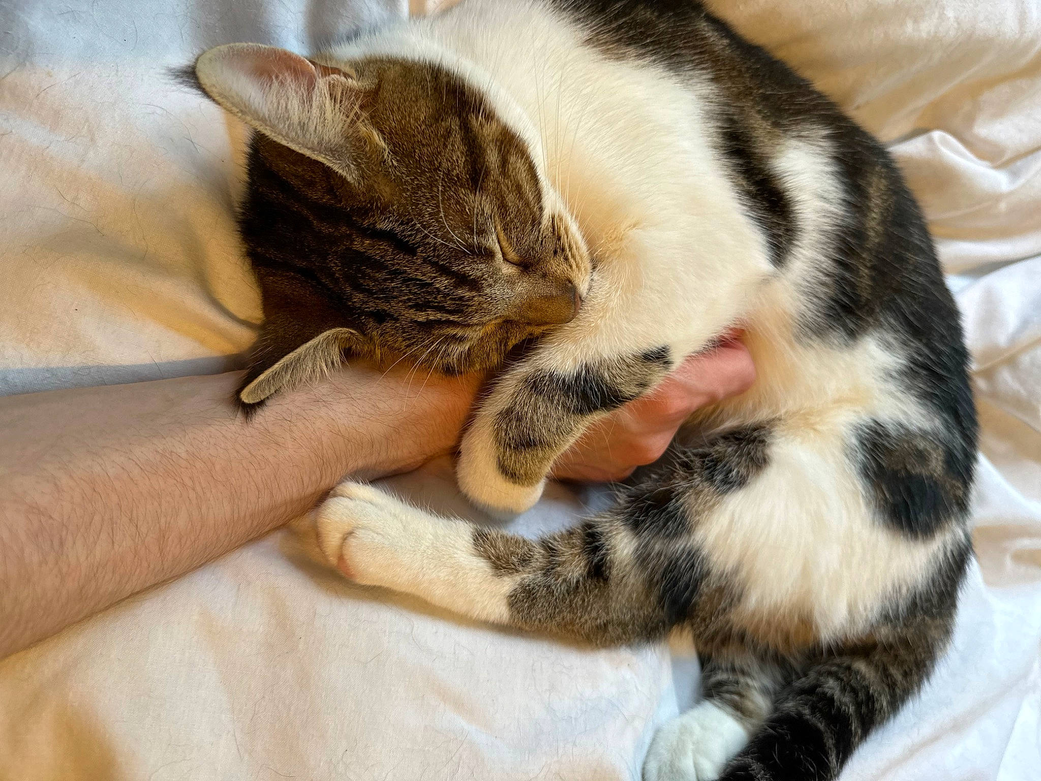 Pearl joined the competition — help win amazing prizes! carnivore, cat, claw, comfort, domestic_short_haired_cat, fawn, felidae, foot, fur, nail, nap, paw, sleep, small_to_medium_sized_cats, snout, tail, terrestrial_animal, whiskers