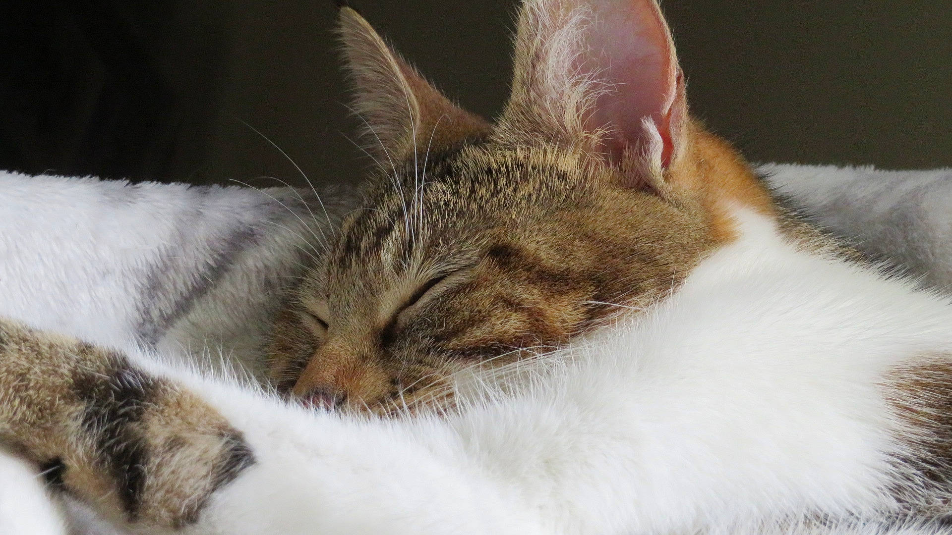 Pearl joined the competition — help win amazing prizes! carnivore, cat, claw, comfort, domestic_short_haired_cat, ear, felidae, fur, nap, paw, sleep, small_to_medium_sized_cats, snout, snow, tail, terrestrial_animal, whiskers, wildlife