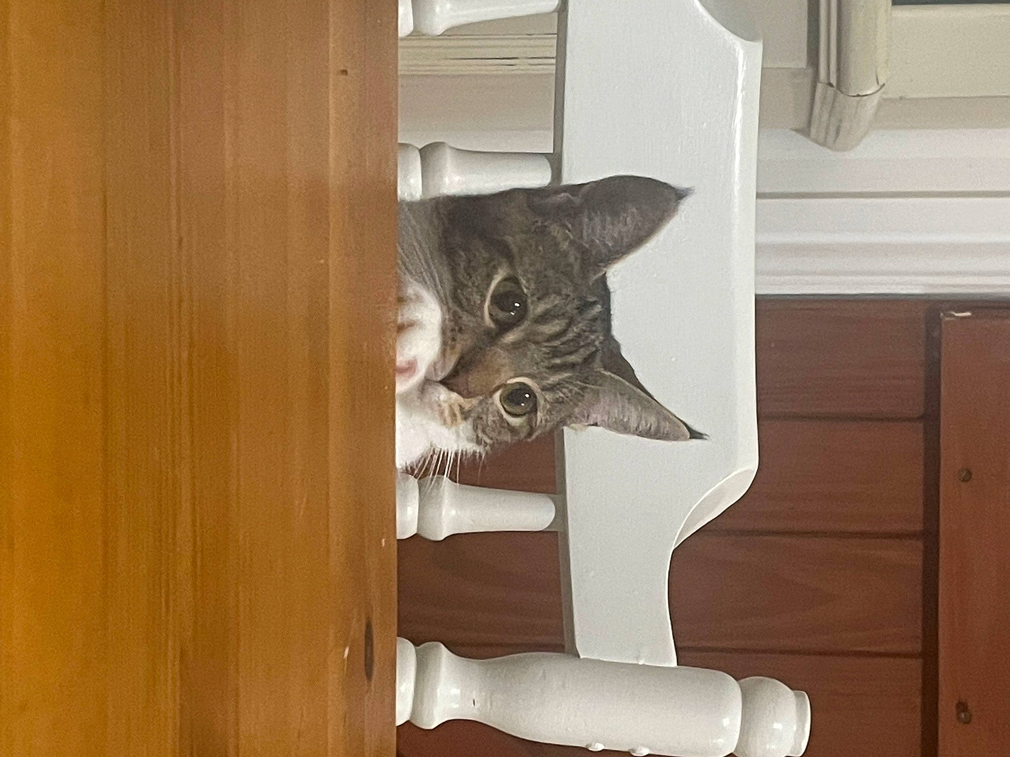 Pearl joined the competition — help win amazing prizes! cabinetry, carnivore, cat, cat_supply, ceiling, domestic_short_haired_cat, door, fawn, felidae, flooring, fur, hardwood, home_door, plywood, room, small_to_medium_sized_cats, tail, whiskers, wood, wood_stain