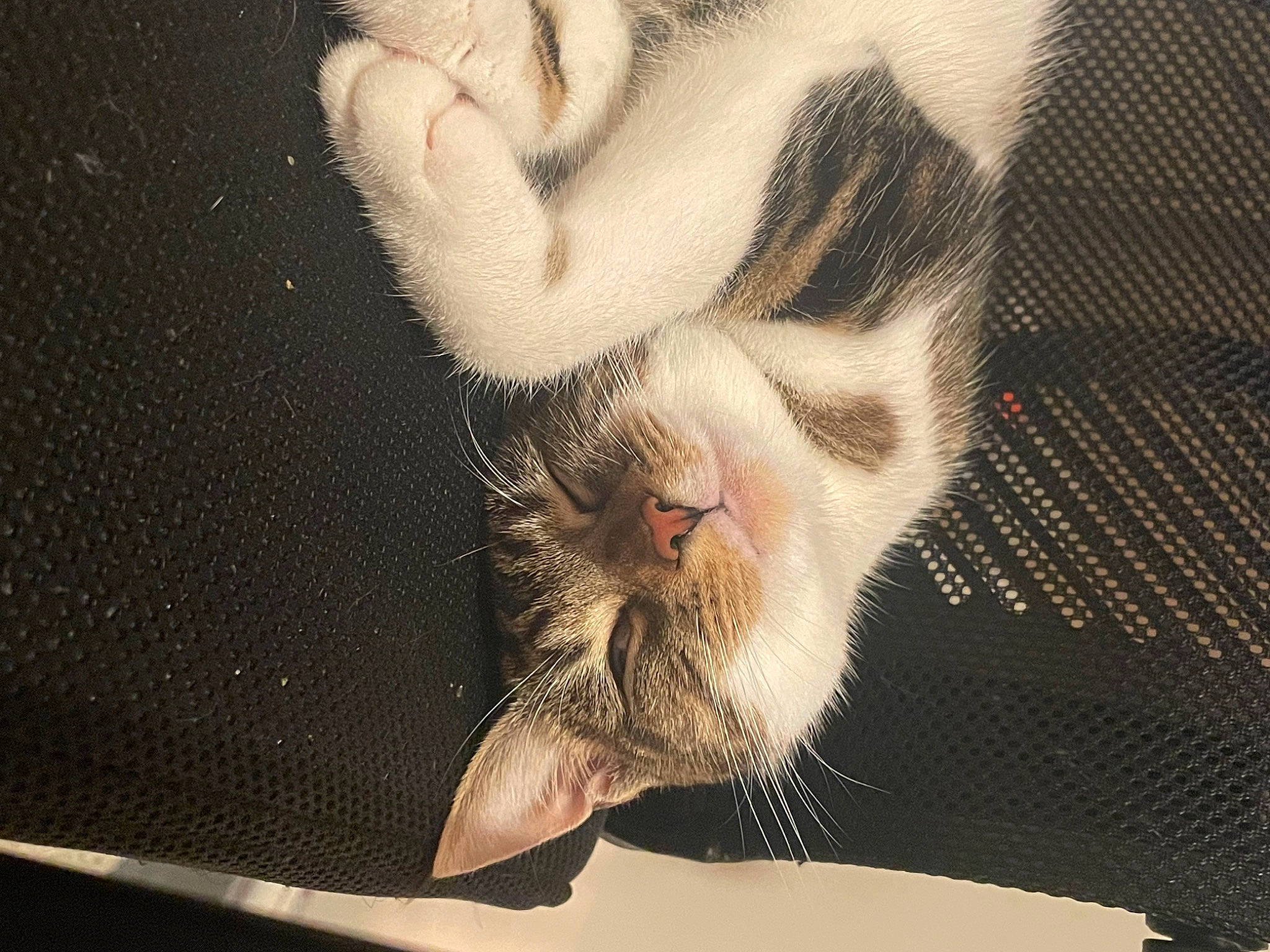 Pearl joined the competition — help win amazing prizes! beard, canidae, carnivore, cat, claw, domestic_short_haired_cat, fang, fawn, felidae, foot, fur, paw, small_to_medium_sized_cats, tail, terrestrial_animal, visual_arts, whiskers