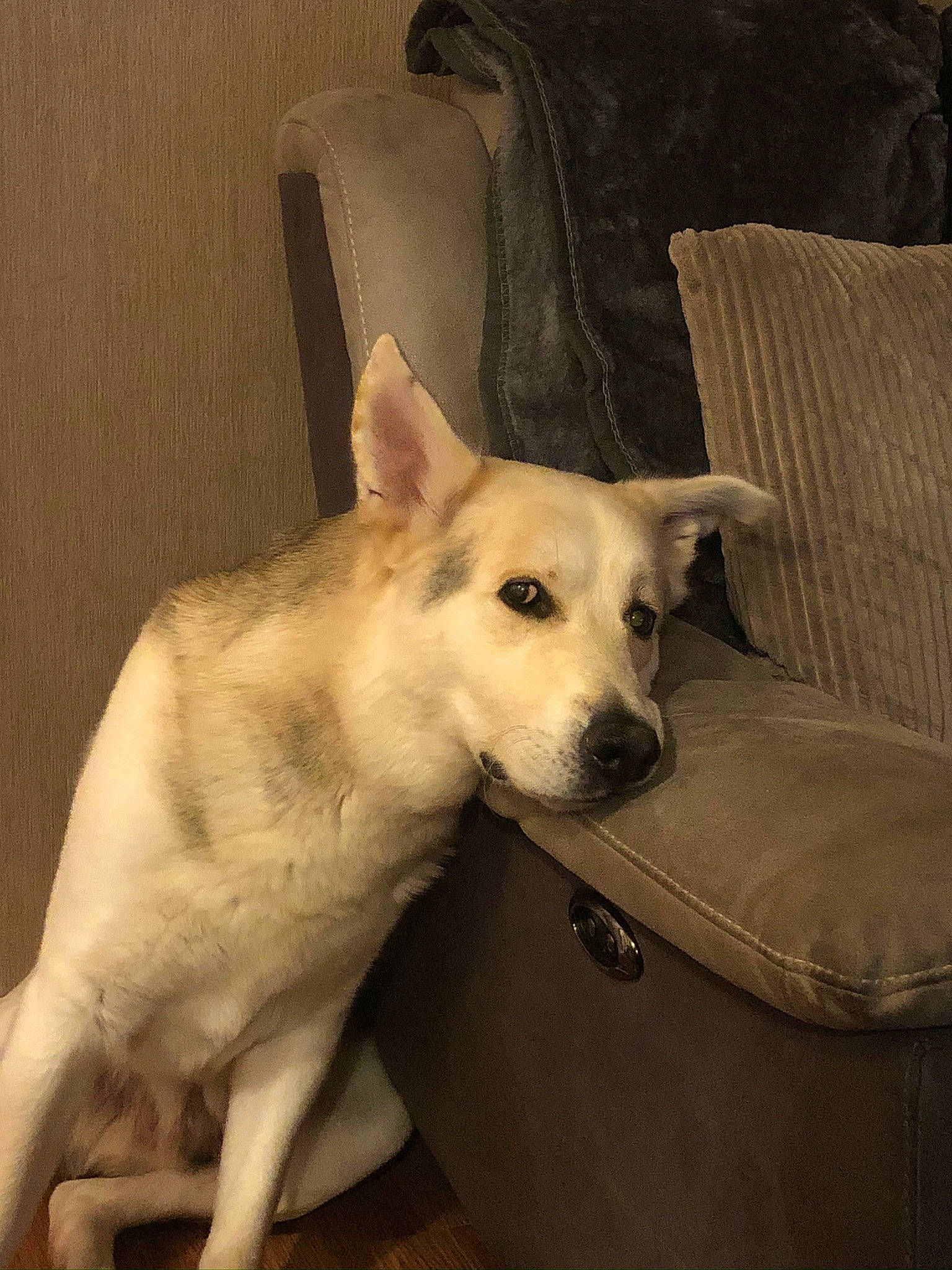 Buster joined the competition — help win amazing prizes! ancient_dog_breeds, canidae, carnivore, comfort, companion_dog, dog, dog_breed, fawn, fur, hardwood, non_sporting_group, snout, sporting_group, tail, terrestrial_animal, whiskers, wood, working_animal