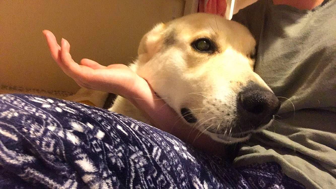 Buster joined the competition — help win amazing prizes! canidae, carnivore, comfort, companion_dog, dog, dog_breed, fawn, fur, gesture, guard_dog, happy, non_sporting_group, puppy_love, retriever, selfie, silken_windhound, sporting_group, street_dog, whiskers, working_animal