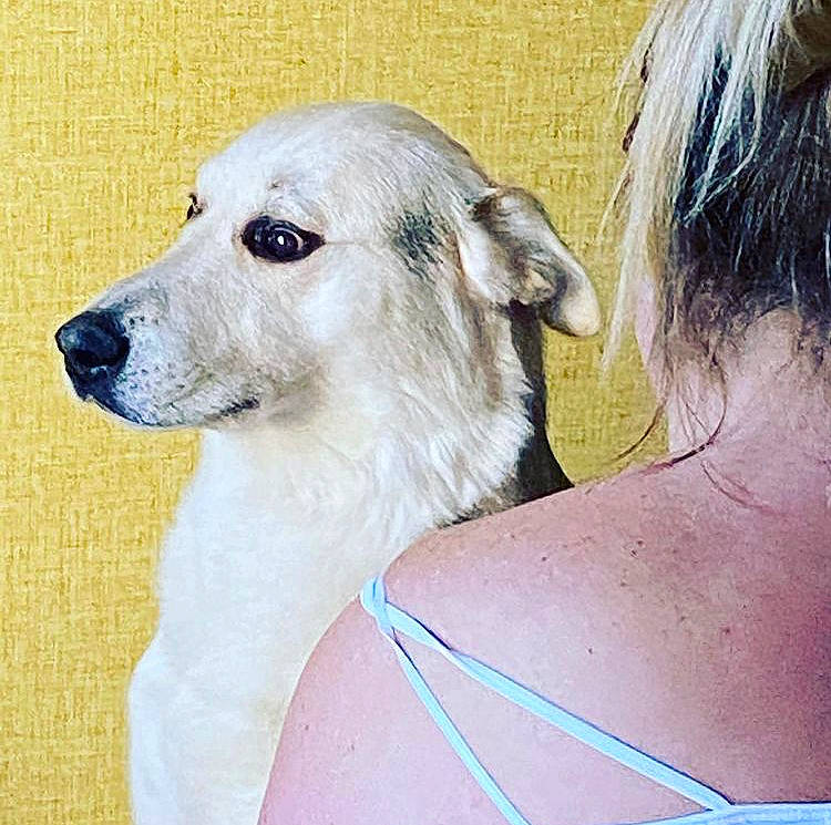 Buster is registered to the contest to win money with this photo: aircraft, ancient_dog_breeds, canidae, carnivore, collar, companion_dog, dog, dog_breed, dog_collar, fawn, fur, non_sporting_group, pet_supply, sighthound, snout, sporting_group, terrestrial_animal, whiskers, working_animal