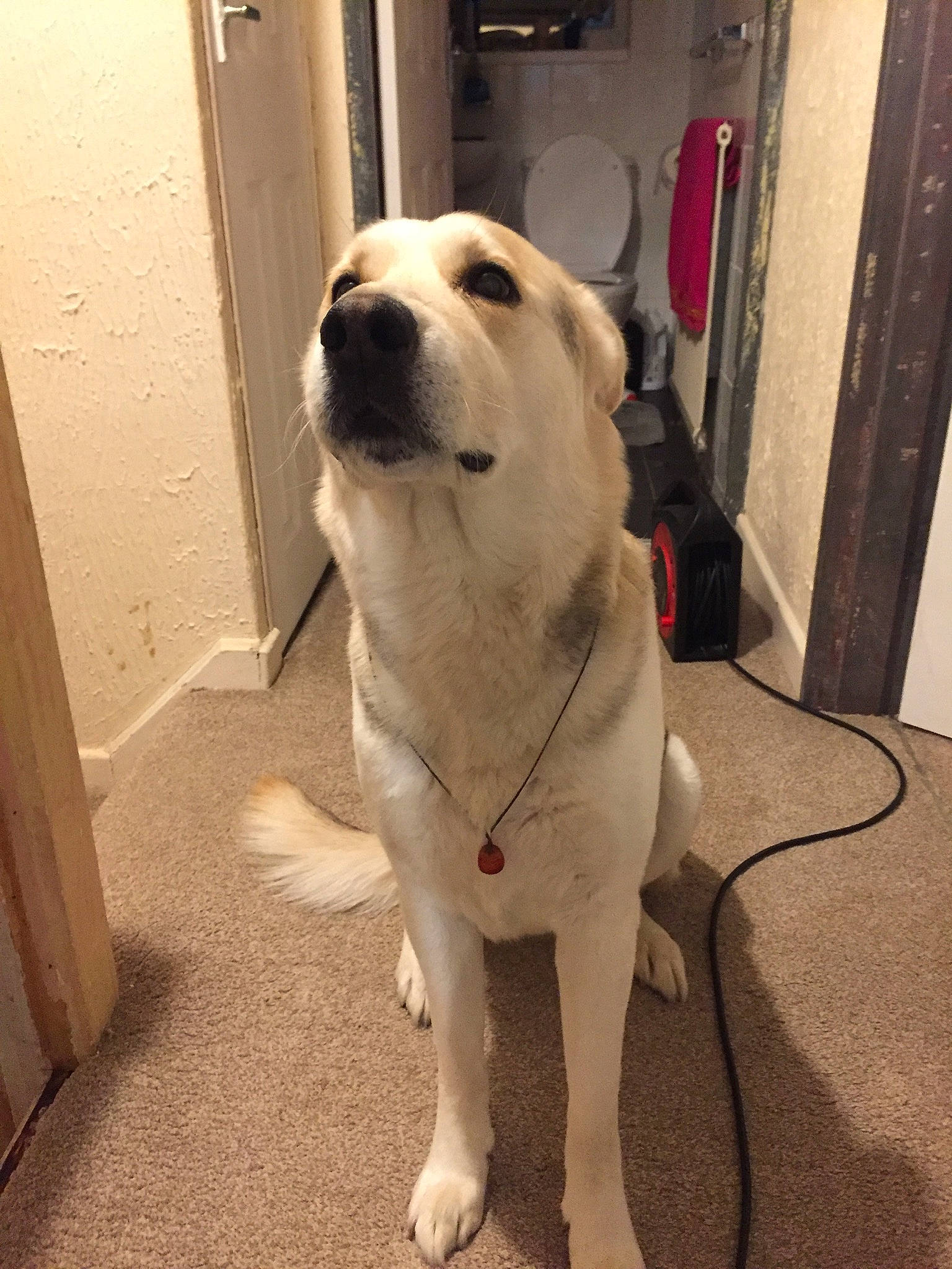 Buster is registered to the contest to win money with this photo: canidae, carnivore, collar, companion_dog, dog, dog_breed, dog_collar, fawn, flooring, fur, non_sporting_group, pet_supply, snout, sporting_group, whiskers, working_animal, working_dog