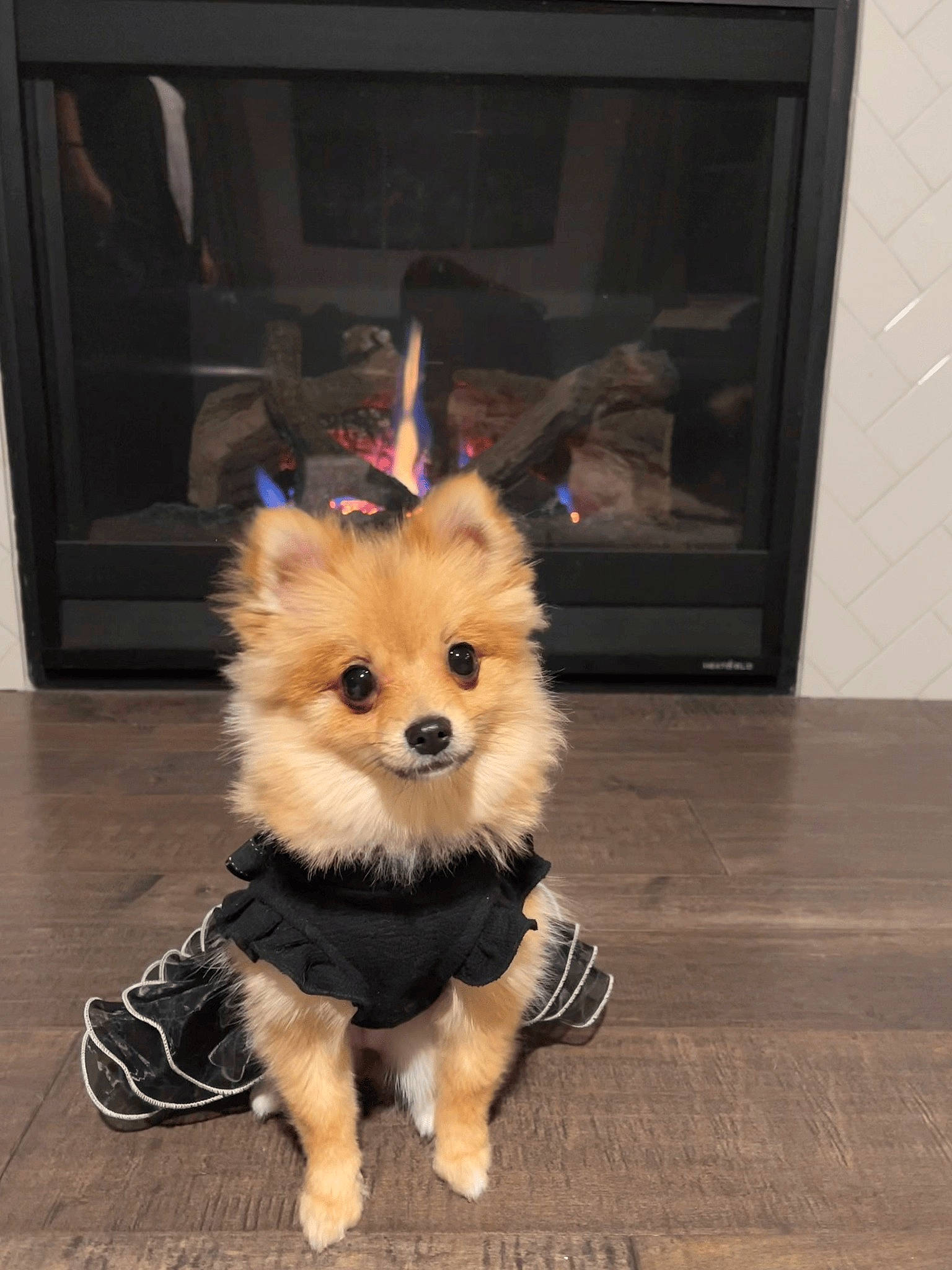 Kiara is registered to the contest to win money with this photo: canidae, carnivore, companion_dog, costume, dog, dog_breed, dog_supply, fawn, flooring, fur, german_spitz, german_spitz_klein, hardwood, pomeranian, snout, spitz, sporting_group, tail, toy_dog, working_animal