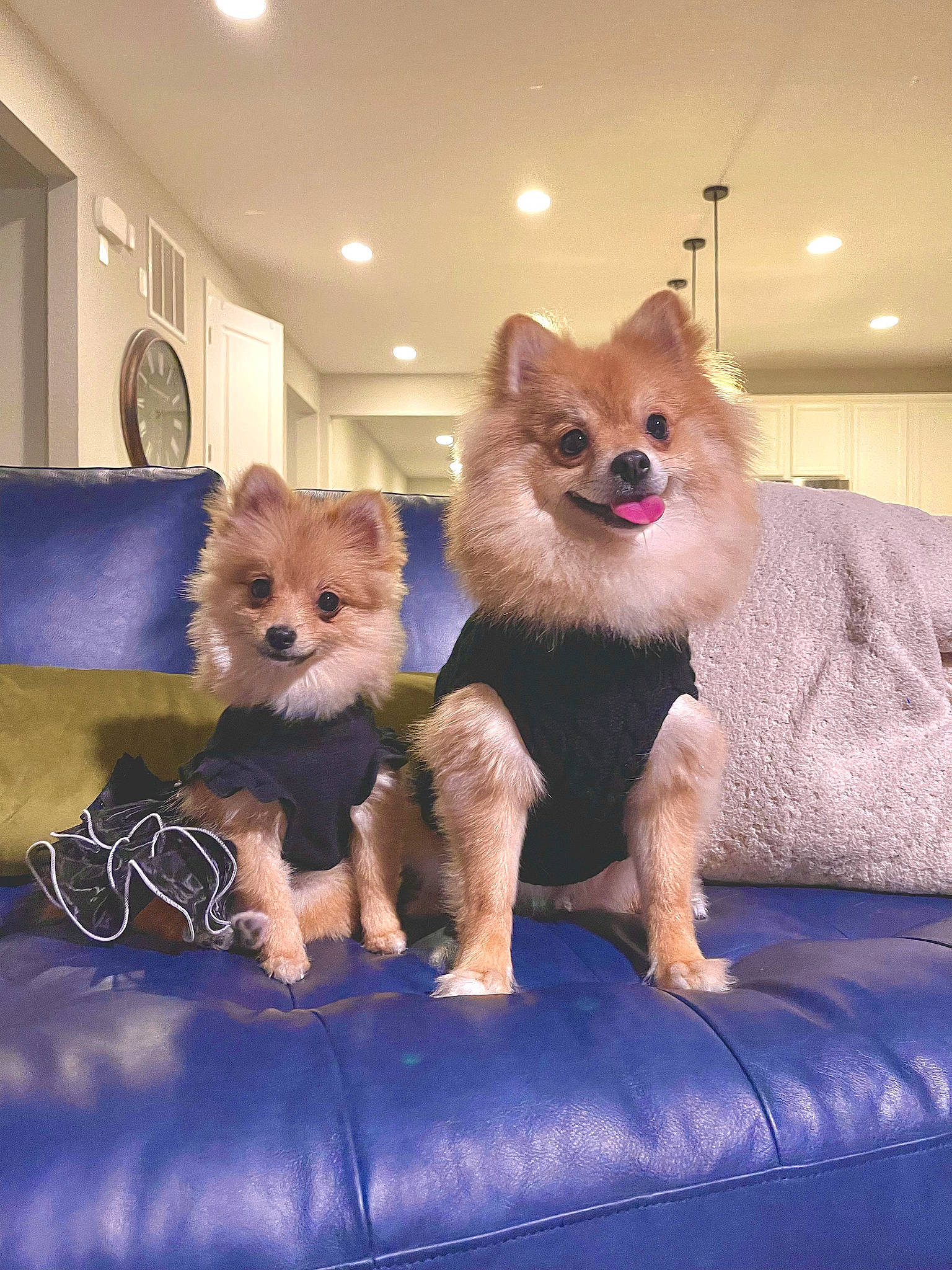 Kiara is registered to the contest to win money with this photo: blue, canidae, carnivore, clock, companion_dog, corgi_chihuahua, dog, dog_breed, dog_supply, fawn, fur, mammal, snout, spitz, terrestrial_animal, toy, toy_dog, vertebrate, whiskers, window