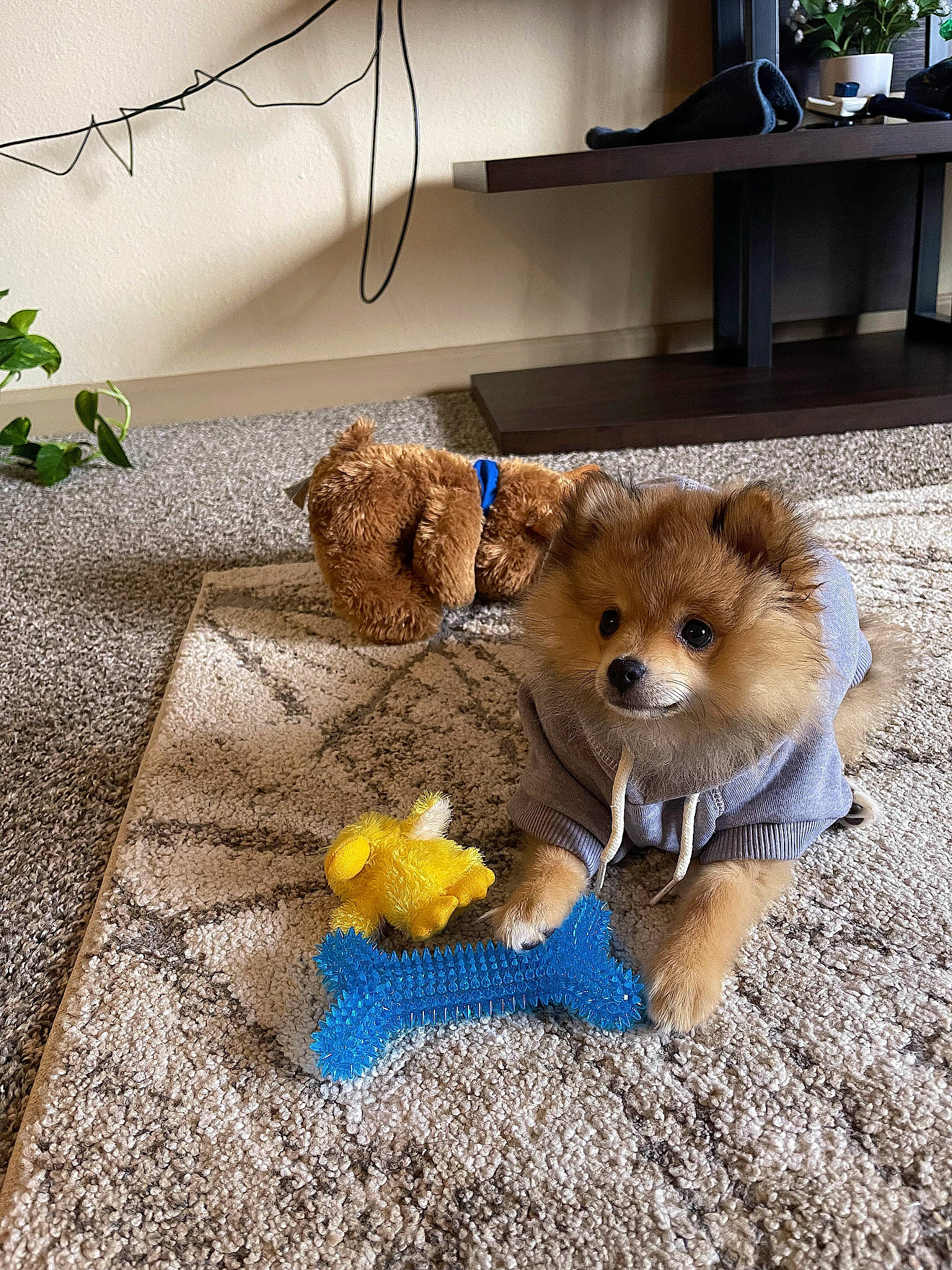 Kovu joined the competition — help win amazing prizes! carnivore, companion_dog, dog, dog_breed, door, fawn, felidae, flooring, fur, paw, plant, plush, snout, soil, sporting_group, stuffed_toy, tail, teddy_bear, toy, wood