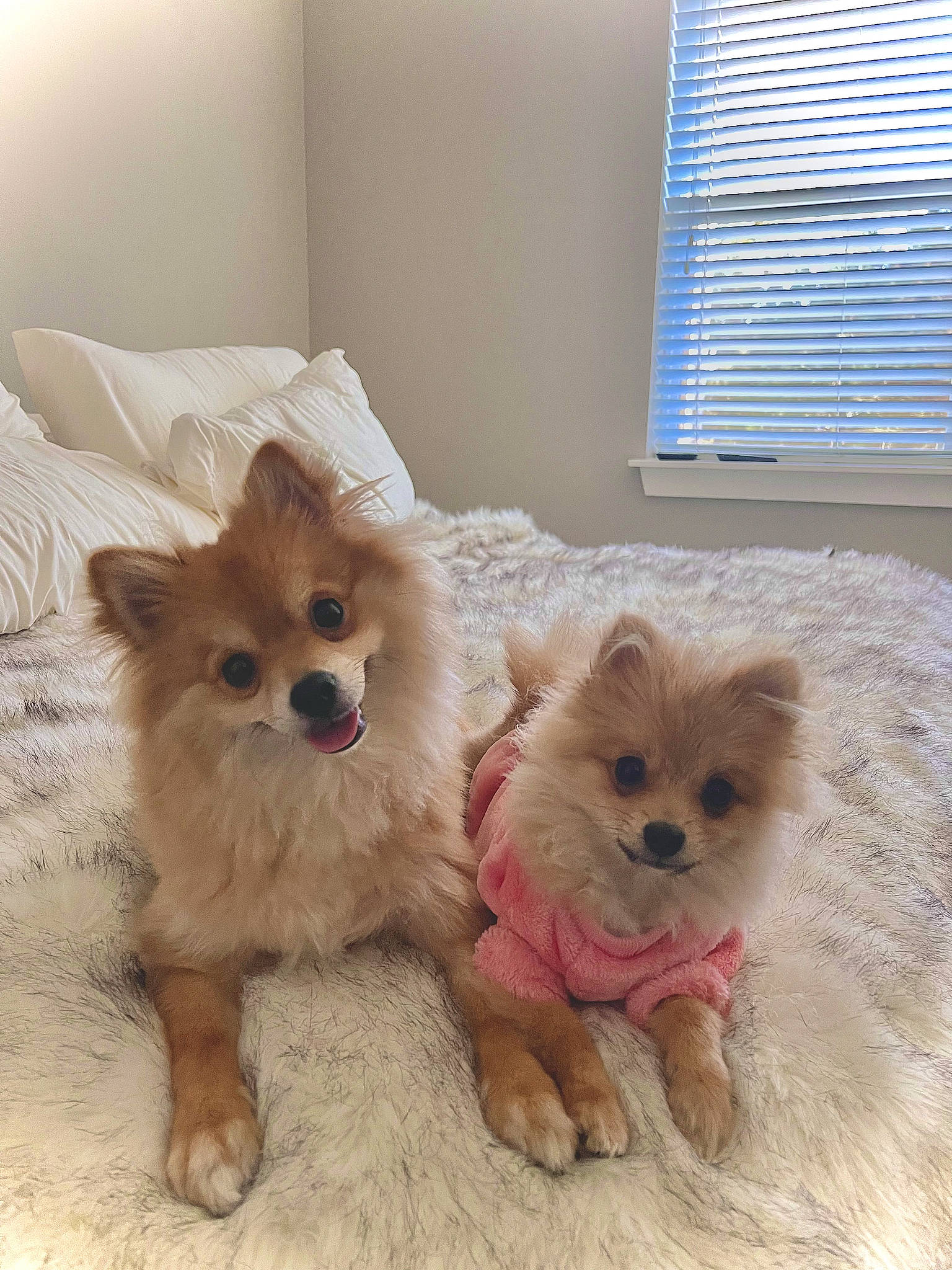 Kovu joined the competition — help win amazing prizes! canidae, carnivore, companion_dog, dog, dog_breed, dog_supply, fawn, fur, german_spitz, german_spitz_mittel, liver, mammal, snout, spitz, sporting_group, toy_dog, whiskers, window, window_blind, working_animal