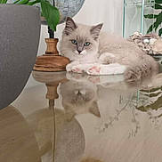 Brume a rejoint le concours — aidez-le/la à gagner de superbes lots ! calm, cat, cozy, cute, decor, feline, flowers, fluffy_cat, globe, home, indoor, living_room, pet, plant, potted_plant, reflection, relaxing, table, vase, wooden_table