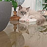 calm, cat, cozy, cute, decor, feline, flowers, fluffy_cat, globe, home, indoor, living_room, pet, plant, potted_plant, reflection, relaxing, table, vase, wooden_table