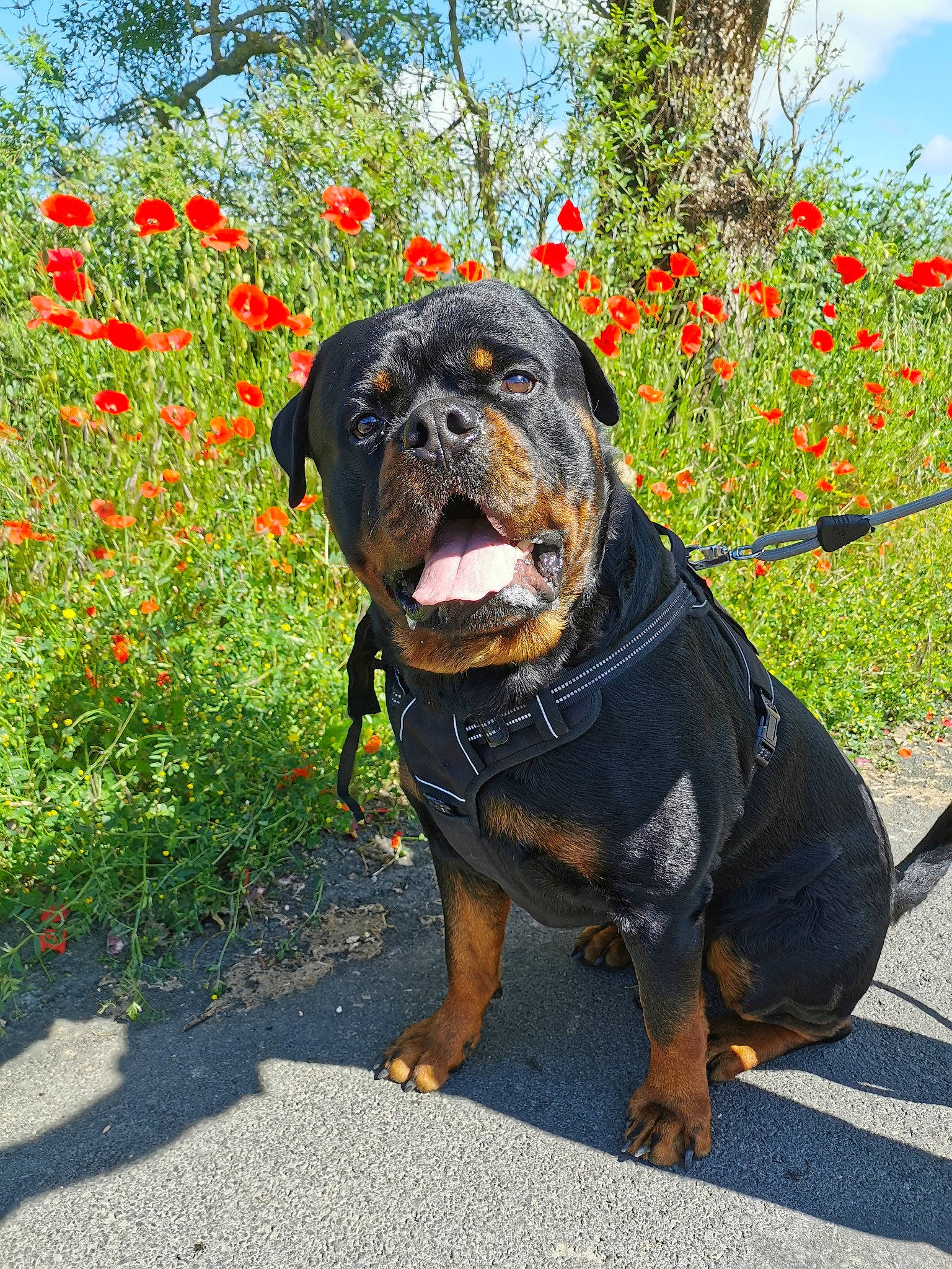 Shadow a rejoint le concours — aidez-le/la à gagner de superbes lots ! annual_plant, art, canidae, carnivore, cloud, collar, companion_dog, dog, dog_breed, dog_collar, fawn, flower, grass, plant, sky, snout, sporting_group, tree, working_animal, working_dog