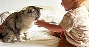 Royal joined the competition — help win amazing prizes! animal, bed, blanket, cat, child, cozy, curiosity, curly_hair, cute, furniture, home, indoor, interaction, light, person, pet, pillow, soft_light, toddler, white_bedspread