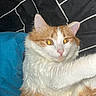 Bincks a rejoint le concours — aidez-le/la à gagner de superbes lots ! cat, orange_cat, white_cat, fluffy, pet, animal, feline, indoor, resting, curious, wide_eyes, close_up, fur, whiskers, pink_nose, blue_background, patterned_background, black_and_white, laying_down, domestic_cat