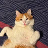 cat, orange, white, fluffy, lying_down, bed, blanket, polka_dots, relaxed, pet, fur, cute, animal, indoor, resting, whiskers, ears, pink_nose, claws, feline