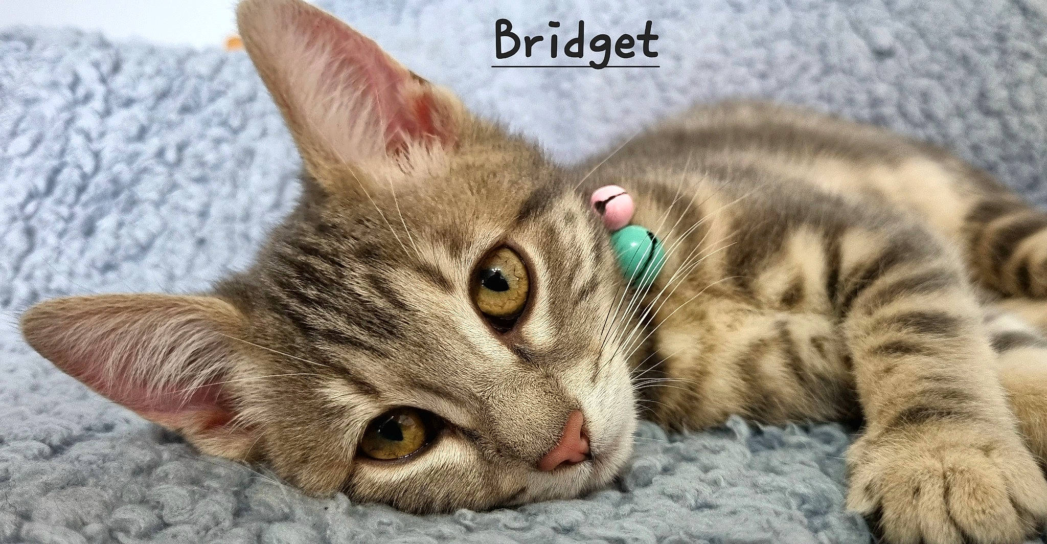 Bridget joined the competition — help win amazing prizes! carnivore, cat, cat_supply, claw, comfort, domestic_short_haired_cat, felidae, fur, paw, small_to_medium_sized_cats, snout, terrestrial_animal, whiskers