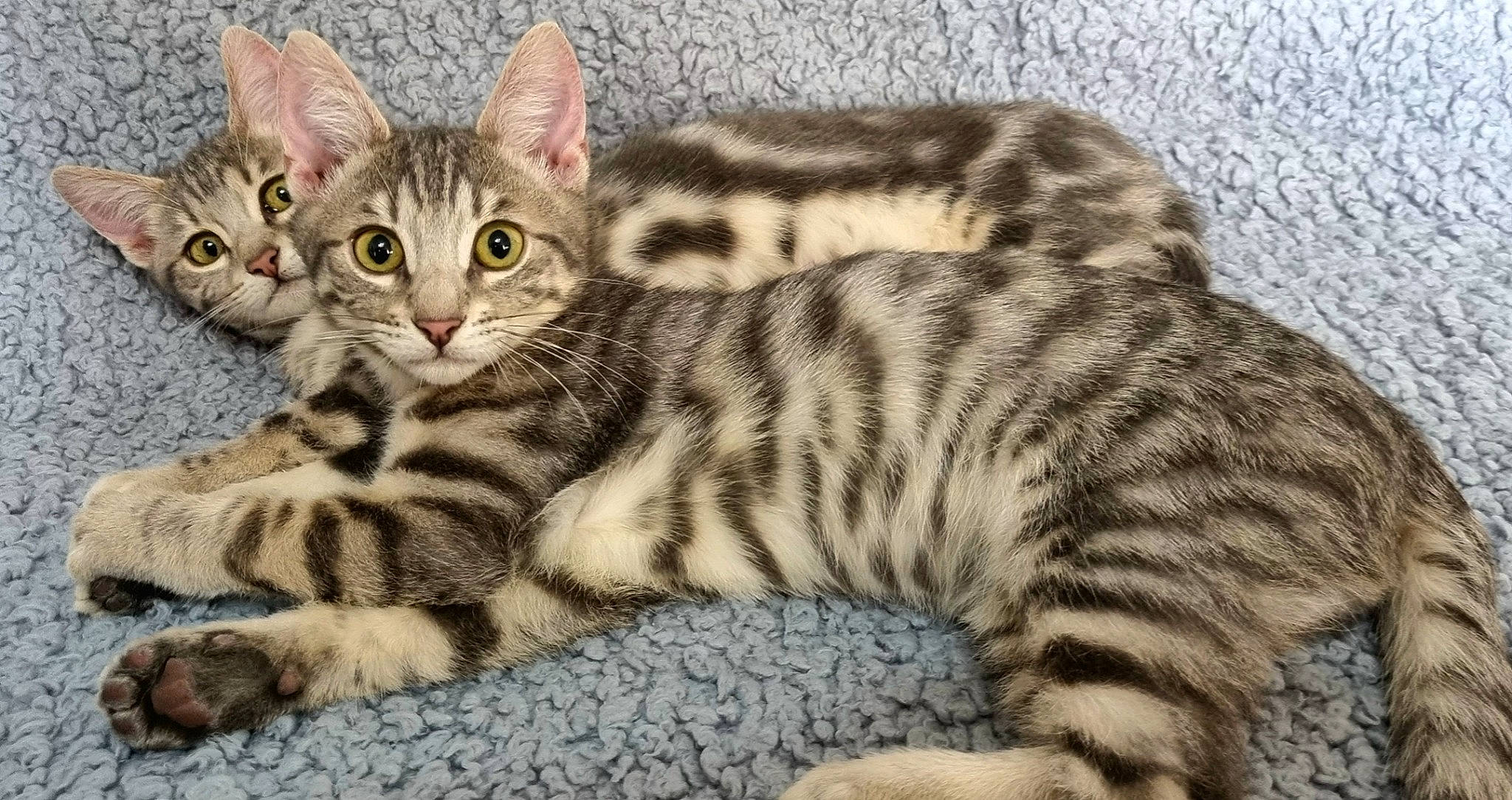 Ernie And Bridget joined the competition — help win amazing prizes! carnivore, cat, domestic_short_haired_cat, felidae, fur, pattern, paw, sitting, small_to_medium_sized_cats, snout, terrestrial_animal, whiskers, wildlife