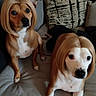 Niah joined the competition — help win amazing prizes! animal, blonde_hair, brown_dog, companion, costume, couch, cute, dog, domestic_animal, expression, funny, fur, indoor, looking, pet, portrait, puppy, sitting, white_dog, wig
