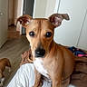 Niah is registered to the contest to win money with this photo: animal, attention, bed, blanket, brown_dog, canine, companion, curious, dog, domestic, door, ears, eyes, floor, furniture, indoor, open_door, pet, room, white_blanket