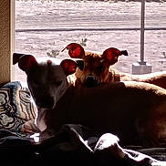 Niah is registered to the contest to win money with this photo: animal, backlit, blanket, bright, companions, couch, cozy, daylight, dog, ear_glow, home, indoor, pets, relaxing, resting, shadow, silhouette, sunlight, two_dogs, window