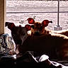 animal, backlit, blanket, bright, companions, couch, cozy, daylight, dog, ear_glow, home, indoor, pets, relaxing, resting, shadow, silhouette, sunlight, two_dogs, window