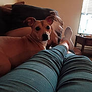 Niah joined the competition — help win amazing prizes! dog, couch, legs, socks, person, television, living_room, indoor, relaxing, casual, furniture, pet, brown_dog, home, cozy, watching_tv, pants, curious, resting, comfort