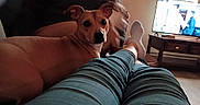 Niah joined the competition — help win amazing prizes! brown_dog, casual, comfort, couch, cozy, curious, dog, furniture, home, indoor, legs, living_room, pants, person, pet, relaxing, resting, socks, television, watching_tv